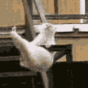This is how we cats do Aerobics.