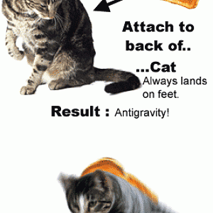 Toast + Cat = Anti Gravity!