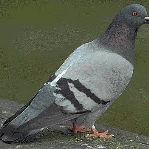 A Pigeon!