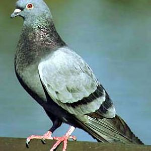 Another Pigeon!