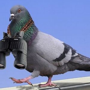 A Pigeon that watches you!