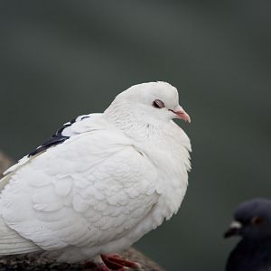 A White Pigeon!