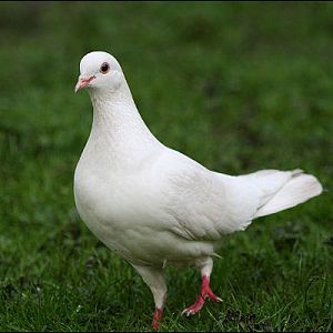 Another white Pigeon!