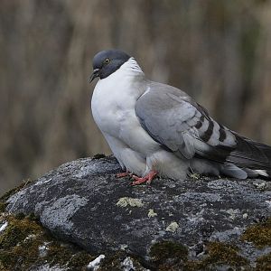 A cool looking Pigeon :D