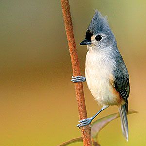 A bird!