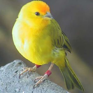 A yellow bird!