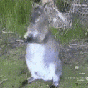 kangaroo