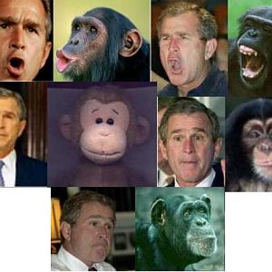monkeys