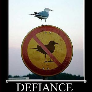 defiance