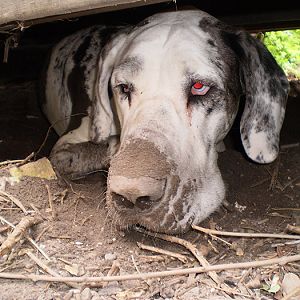 My dog, after it for strange reasons started digging a hole below our Garden house, with its nose.

Ain't it lovely