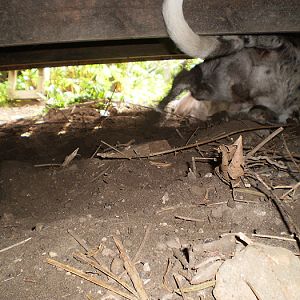 My dog digging... Refer to the picture of it with dirt on its nose.