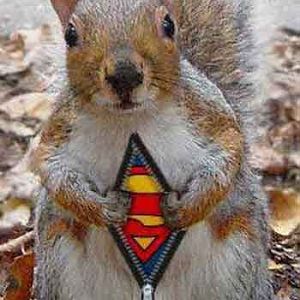 funny squirrel