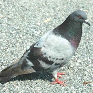 Pigeon dude :D