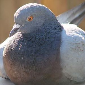 A cool Pigeon D: