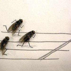 flies