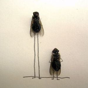 flies