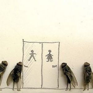 flies