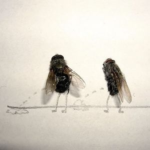 flies