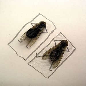 flies
