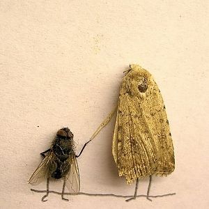 flies