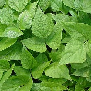 beanleaves56
