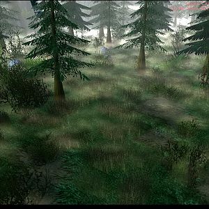 Forest