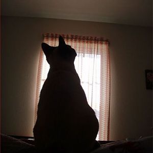 Cats have the right to not believe.