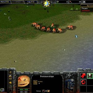A herd fanned out from it's male leader. It is Female, Male, Female, Male, Female, Male, Female. The females have a slightly darker color to their leg