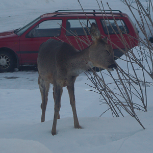 Deer