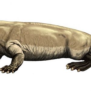 Ambulocetus