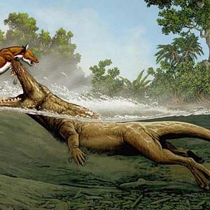 Ambulocetus1