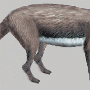 Whale 1