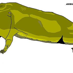 Ambulocetus