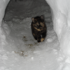 Awesome cat is awesome. You will never be as awesome as this cat