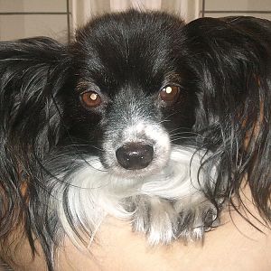 My small dog being carried by me :)