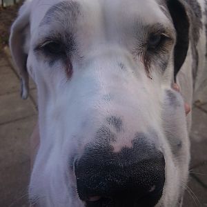 A closeup of my big dog.