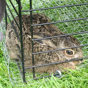 1 - Baby hare!
