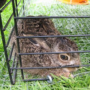 2 -  Baby hare!
