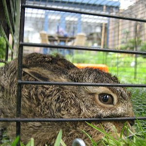 3 - Baby hare!