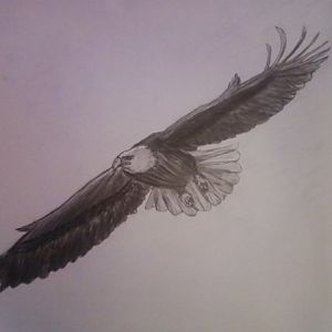 birdy