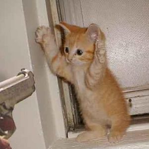 "Ok, you are abonded from the mission."
Epic cat fail