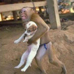And you think people steal puppies.