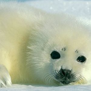 harp seal baby 2