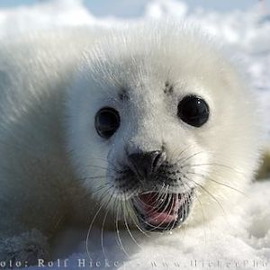 baby harp seal 78