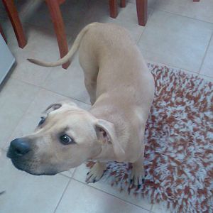 my lil' doggie Max ^^ 
(MDK2: Doctor: "Oh, who's my little puppy wuppy dingy doggie??")