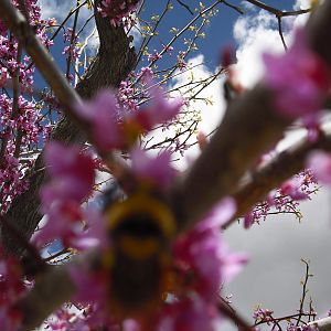 >< I didnt get the bee!