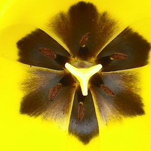 Looks really cool, its almost difficult to tell thats the inside of a flower