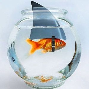 the killer fish
