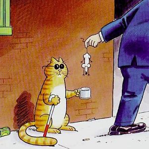 blind cat