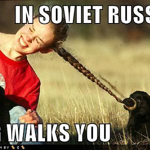 dog walks you